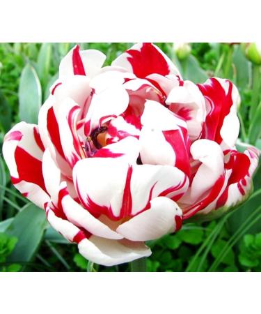 Beautiful Red Seeds and White Petals of Tulip Flower - Buy Online on GoSupps.com