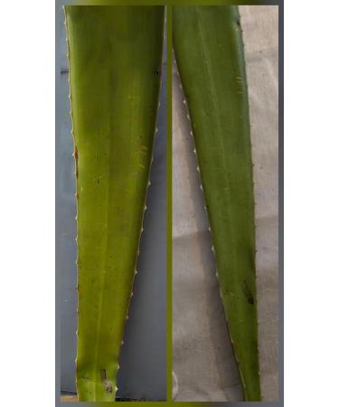 2 pack Aloe Vera Leaf Extract Natural Soothing Plant Gel for Skin Hair and Body Care