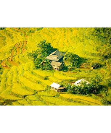Lais Puzzle Beautiful landscape with rice terraces in Hoang Su Phi Ha Giang province in Vietnam. Ripening rice fields in the highlands in the north-west 1000 pieces - Buy Online on GoSupps.com