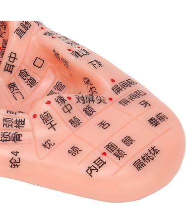 LIJK Ear Acupuncture Model - PVC Human Ear Model for Home, Hospital & School - Buy Online on GoSupps.com