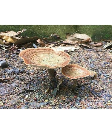 ALIBOOSTER - Mushroom Tiger Milk Lignosus - 30s - 100% Natural - Breathing - Buy Online on GoSupps.com