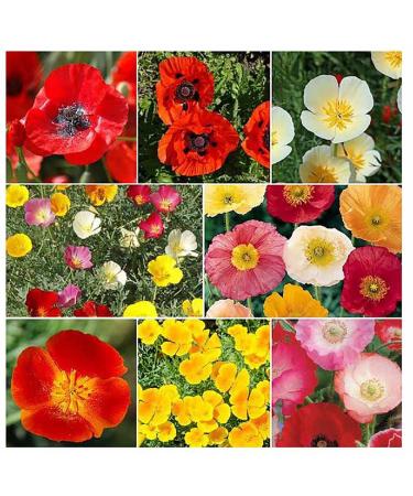 30,000+ Seeds Mixed Poppies- Red Flanders Poppy, Symbolic of WWI, Plus Shirley Poppy, and Golden Poppy