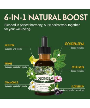 Goldenseal Root Extract Liquid Drop 6-in-1 Formula for Immune and Respiratory Lung Health Support Goldenseal Supplement with Echinacea Golden Seal Mullein Thyme. Fast Absorption. 2oz Original 2 Fl Oz (Pack of 1) - Buy Online on GoSupps.com