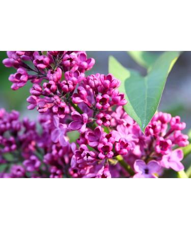 Floral Solid Perfume | All Natural Phthalate-Free Fragrance | Long-Lasting Highly Scented Layerable Balm | Portable 1/4 oz Tin | Travel-Friendly (Lilac) - Buy Online on GoSupps.com