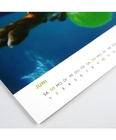Hunde unter Wasser 2024 - Optimale Ausr stung f r Wasserliebende Hunde | Internationaler Versand - Buy Online on GoSupps.com