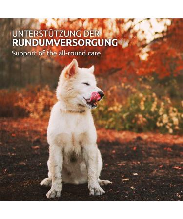 AniForte MultiVETAL Multivitamin Powder for Dogs Cats 100g - Vitamins minerals and natural nutrients for an optimal intake support of natural defenses - Buy Online on GoSupps.com