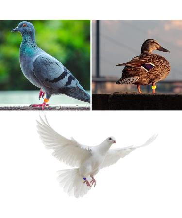 100 Bird Identification Rings - Pigeon Footrings Parrot Leg Bands & Poultry Marking Tape - 8mm Clamping Rings for Chickens Quail & More - Buy Online on GoSupps.com