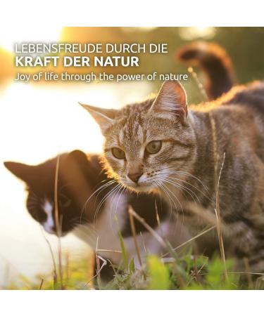 AniForte WermiX Liquid for Cats 50ml - Natural Worm Infestation Support | Fast International Shipping - Buy Online on GoSupps.com