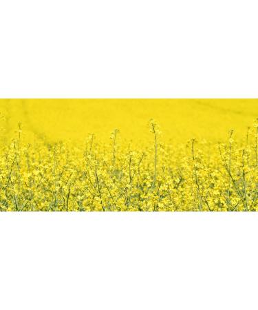  Hauer Hauer - Delicate vegetable oil (rapeseed oil) 10 l can - Buy Online on GoSupps.com