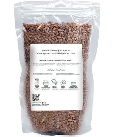 Organic & Non-GMO Pet Grass Seed Blend with Rye Wheat Barley Oat Product of Canada ((1/2 Pound (8oz) (227 Grams) Bring The Outdoors to Your Indoor Pets! - Buy Online on GoSupps.com