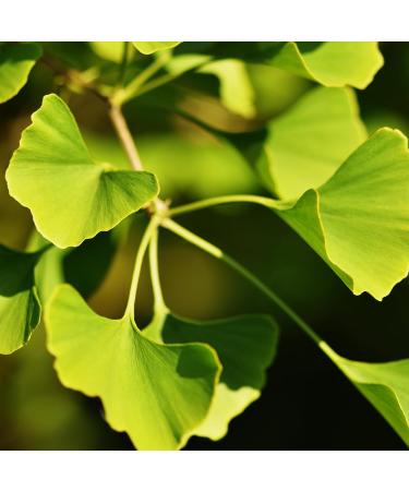 Earthborn Elements Ginkgo Biloba 200 Capsules Pure & Undiluted No Additives 200 Count (Pack of 1) - Buy Online on GoSupps.com