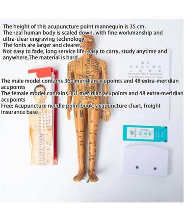 Acupoint Body Model(13.8 Inches) Digital Scale Accurate Acupuncture Points+Color Meridians Rotatable Arms/Hard Material High-Definition Large Characters with Base D - Buy Online on GoSupps.com