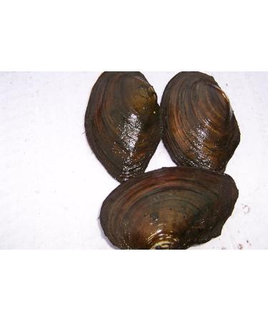 Biotope Stock: 5 Small Pond Mussels & 5 Marsh Snails - Natural Algae Control for Healthy Ponds - Buy Online on GoSupps.com
