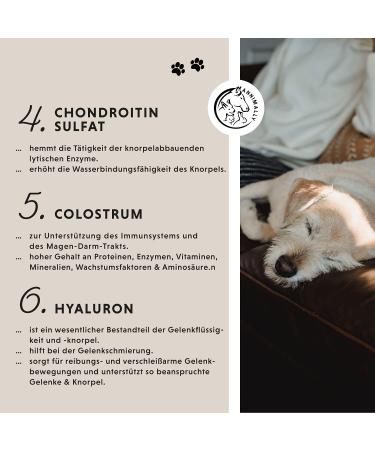 Journey Tablets for Dogs - MSM Green Lipped Mussel Devil's Claw & Glucosamine - 120 Joint Support Tablets - Easy to Administer for High Acceptance - Buy Online on GoSupps.com