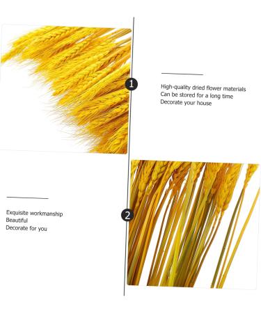 TOPBATHY Wheat Ear 200 Pcs Dried Wheat Ears Bouquet Barley Gift Dried Flowers. Wheat Ears Decor Yellowx2pcs 52X10CMx2pcs - Buy Online on GoSupps.com
