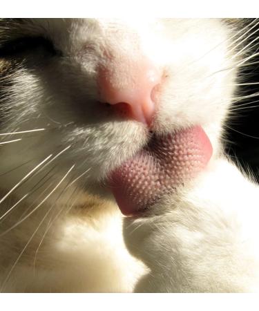 Nekojasuri Cat Hairdresser - Original Patented Japanese Grooming Tool | Achieve Cat Pink Fur Naturally - Buy Online on GoSupps.com
