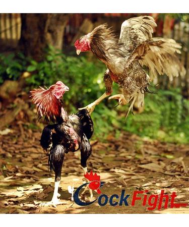 Rooster Booster Faster X3 - 90 Capsules| Premium Whey Protein & Vitamins | Health Supplement for Muscle Gain & Strong Hens | International Shipping - Buy Online on GoSupps.com