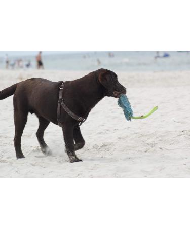 Dingo MOP 60cm Dog Toy - Multicolored Two Handle Agility & Training Toy for Dogs | Perfect for Apport Motivation Games - Buy Online on GoSupps.com