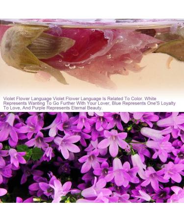 Plant Gift Dried Violets 35g/1.23oz Violet Flower Sweet Violet Tea Edible Dried Flowers Violet Leaf Tea Natural Food Coloring - Buy Online on GoSupps.com