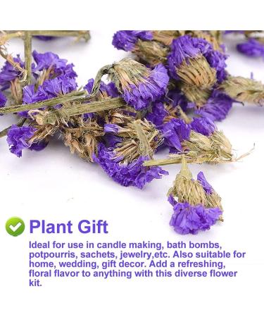 PlantGift Don't Forget Me Flower/Forget-me-not Flower Tea 30G/1oz Dried Myosotis Sylvatica Flower Potpourris Flowers DIY Candle Making Wedding Decoration - Buy Online on GoSupps.com