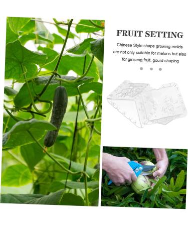 SUPVOX 8 Pcs Square Apple Square Fruit and Vegetable Growing Stereotypes Melon - Buy Online on GoSupps.com