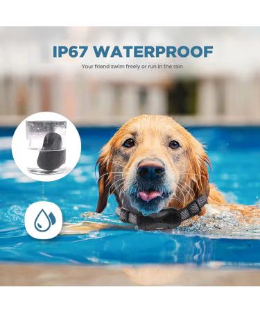 New Classic Dog Collars - Breathable Waterproof Nylon for All Sizes | Easy to Handle - Shop Now! - Buy Online on GoSupps.com