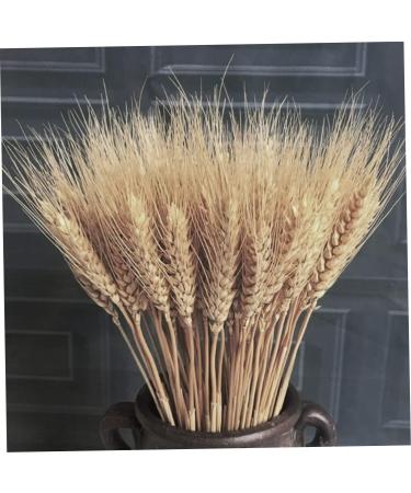 Dried Wheat Stems 100PCS Type 1 Dried Wheat Stalks Dried Wheat Sheaves Fake Dried Wheat Sheaves Stalks Bouquet Bundles Natural Wheat Stalks Bundle Dry Grass Bunch DIY Arrangements Primary - Buy Online on GoSupps.com