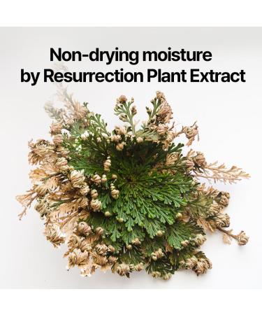 Pyunkang Yul PKY Dancheong Intensive Moisture Body Lotion for Dry & Sensitive Skin Long-Lasting Hydration with Essential Oils Korean Skincare (350 ml / 11.83 Fl. Oz) - Buy Online on GoSupps.com