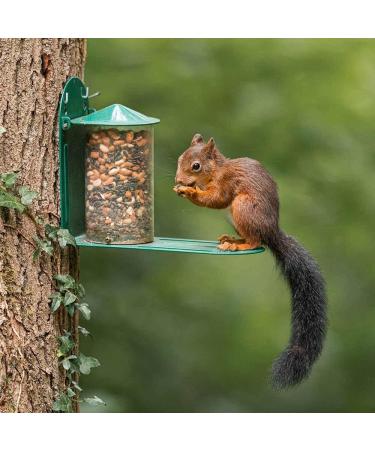Green Metal Wild Squirrel Feeder - Garden squirrel feeding for wildlife Discourage squirrels from raiding and damaging bird feeders by providing them with their own dedicated feeder. - Buy Online on GoSupps.com