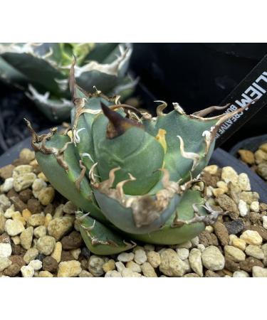Caesar Agave - Buy Online on GoSupps.com