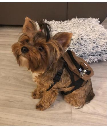 Buy Stakee Dogs Small Pet Backpack - Sweet Saddle Bag with Snack Storage for Outdoor Adventures - Buy Online on GoSupps.com