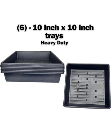 Yellow Mustard Microgreen Kit - Organic Mustard Sprout Seeds - Indoor Microgreens Growing Kit Includes Seed Packets Growing Trays Spray Bottle Soil and Comprehensive Guide (50 Grams) - Buy Online on GoSupps.com