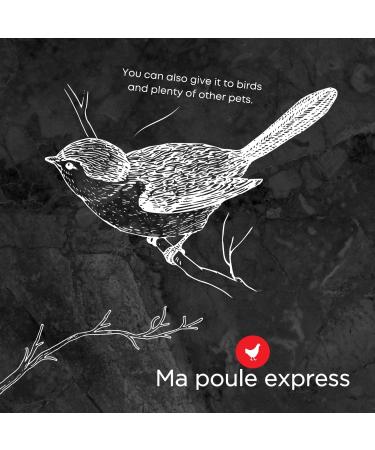 Premium Dried Mealworms & Fly Larvae Mix for Chickens and Wild Birds 5 LBS (2.25 KG) - Ma Poule Express - Buy Online on GoSupps.com