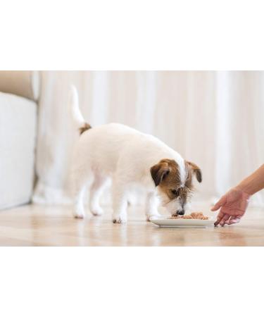 Schesir Wet Food for Adult Dogs with Chicken and Pumpkin Flavor Fillets in Soft Jelly - Total 4.56 kg (16 cans of 285G) - Buy Online on GoSupps.com