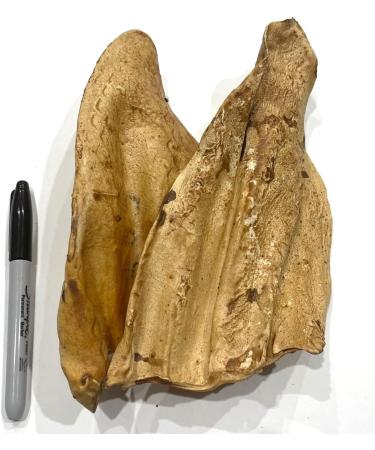 Cow Ears for Dogs - All Natural - Single Ingredient - 20 Peanut Butter Flavour - All Natural Whole Cow Ears - Dog Chew Treat - Rawhide Alternative - Highly Digestible Dog Chew - Larger Then Pig Ears PEANUT BUTTER (20 PACK) - Buy Online on GoSupps.com