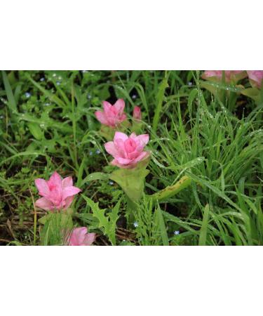 2lb Non-GMO Turmeric Powder - Finely Ground Root, Pure & Kosher - Fragrant Spice with Curcumin - Ideal for Asian, Middle Eastern Dishes & Beverages - Buy Online on GoSupps.com