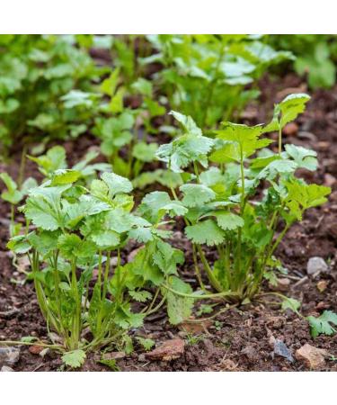 Luojuny Coriander Seeds 300pcs Coriander Seeds Garden Bonsai Nutritious Vegetable Flavor Cooking Plant Coriander Seeds - Buy Online on GoSupps.com