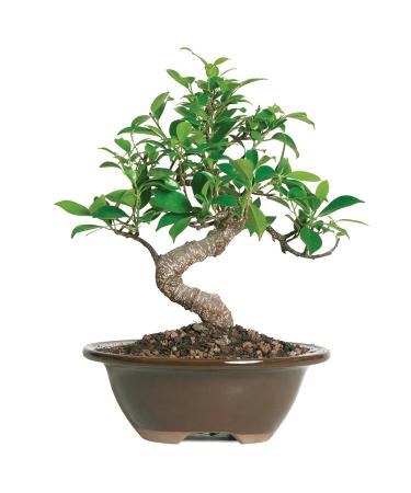 Brussel's Live Golden Gate Ficus Indoor Bonsai Tree - 4 Years Old 5" to 8" Tall with Decorative Container Small Ceramic Pot