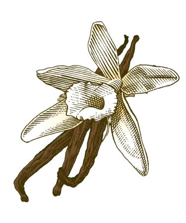 Buy Burt's Bees Vanilla Bean Lip Balm Stick 4.25g - Natural Moisturizer for Soft Lips | International Shipping Available - Buy Online on GoSupps.com