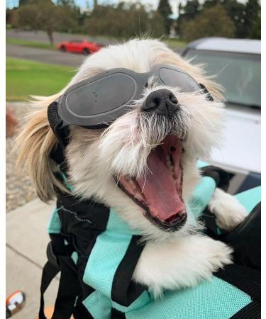 NAMSAN Small Dog Goggles UV Protection Adjustable Clear Sungalsses for Dogs - Windproof and Easy to Wear Puppy Glasses in Clear Black - Buy Online on GoSupps.com