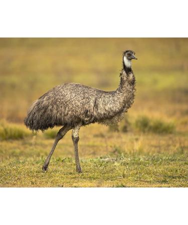 100% Pure Natural Emu Oil 32 oz - Therapeutic Grade A for Hair, Skin, Body | 6X Refined - Buy Online on GoSupps.com