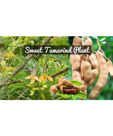 SR Spices Sweet Tamarind Box Thailand Mithi Imli Big Size A Grade Quality 250g Small - Buy Online on GoSupps.com