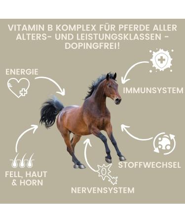 Vitamin B Complex for Horses - 1L Liquid | High Dose B1 B2 B6 B12 | Supports Muscles Immune System Nerve Energy & Metabolism - Buy Online on GoSupps.com