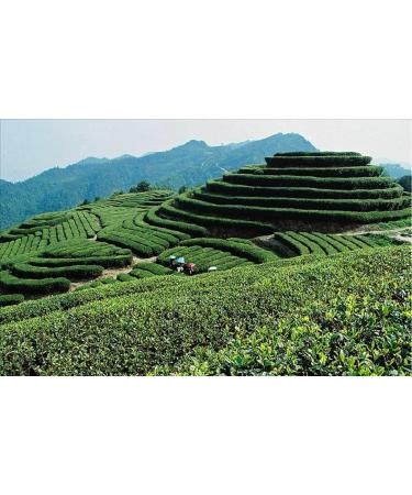 15 sachets de sortes de th Th vert Tieguanyin Th laiteux Oolong Th noir - Buy Online on GoSupps.com