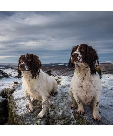 Algoods Working Dog Food Complete Dry Dog Food Chicken Flavour 10 Kg - Buy Online on GoSupps.com