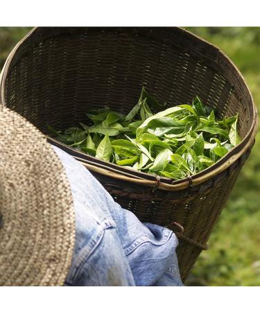 THE CHATTERERS LES PAPOTEUSES Chun Mei Green Tea Whole Leaves 1500g Green tea from China Certified organic and Fair Trade - Buy Online on GoSupps.com