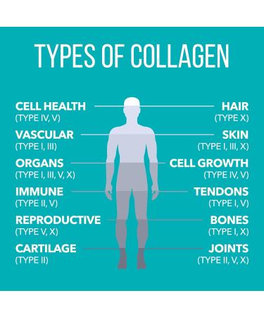 NaturesPlus Collagen Peptides Chocolate - 0.83 lb Powder - Hair Skin Nail & Joint Health Immune System Support - Non-GMO Gluten Free - 14 Servings Chocolate 14 Servings (Pack of 1) - Buy Online on GoSupps.com