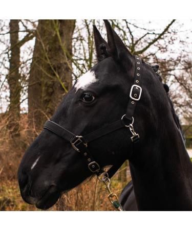 Horse delinis halter for warmblood thoroughbred cold blood pony-stable-halter pasture pasture 2-fold adjustable thorn buckle safe & tear-resistant (black thoroughbred (COB)) Black thoroughbred (COB)