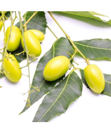 Neem Oil Cold Pressed Neem Oil for Essential Oil Mixing Neem Oil Massage Oil 4 oz - Buy Online on GoSupps.com