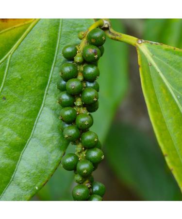 Sanniti Spanish Green Peppercorns 3.9 oz (Pack of 6) - Premium Quality - Buy Online on GoSupps.com